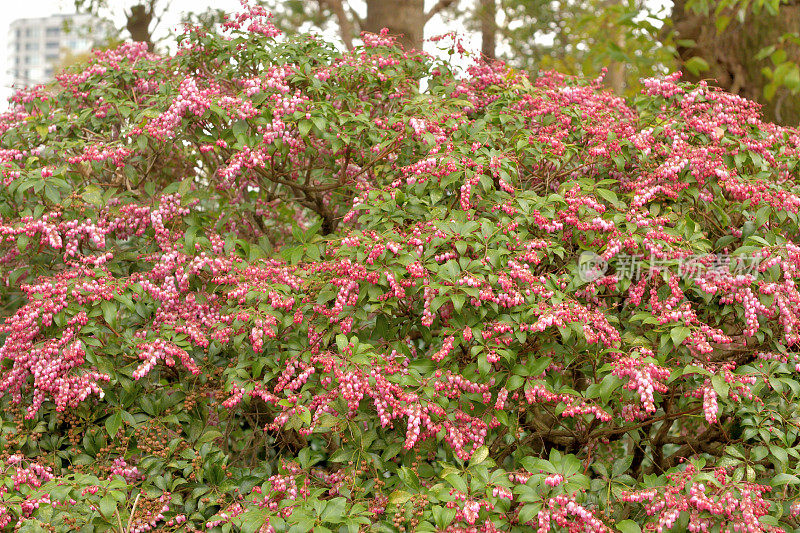 Pieris japonica /日本仙女座花